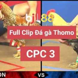 chơi đá gà online
