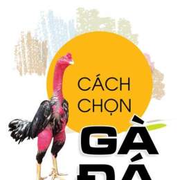 chon ga da