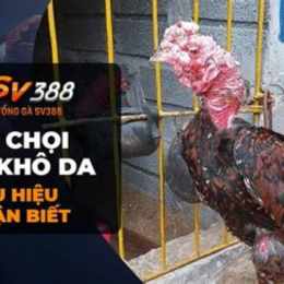 chữa khô da cho gà chọi