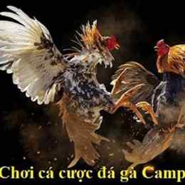 chung kết đá gà c3