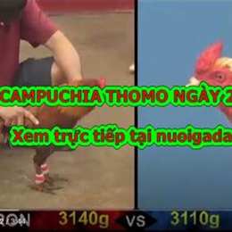 clip đá gà casino