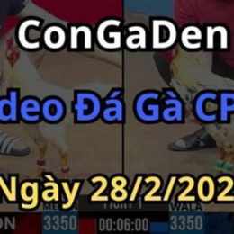 clip đá gà đòn hay