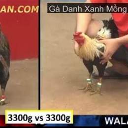 clip đá gà thomo xanh trích