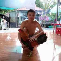 clip đá gà xanh mông trích