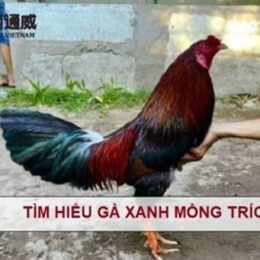 clip da ga xanh trich