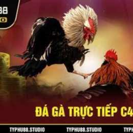 coi đá gà cựa