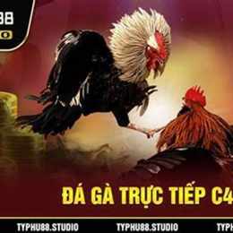 coi đá gà phát trực tiếp
