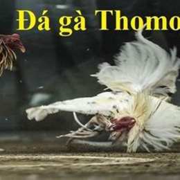 coi đá gà thomo c1