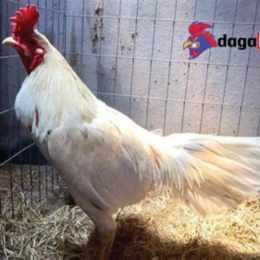 coi gà trích anh cọp đá thomo