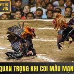 coi màu gà đá