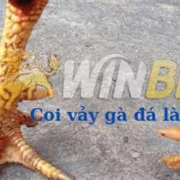coi vảy gà đá cựa sắt