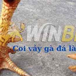 coi vay ga da