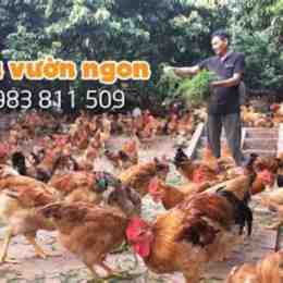 com gà đà nẵng ship tận nha