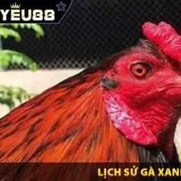 con của gà xanh trích đá ngày 6 tháng 11