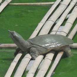con gì chân vịt đầu gà da trâu đầu rắn