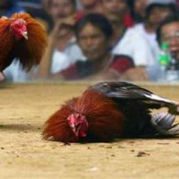 cược đá gà trực tiếp
