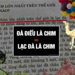 đà điểu là chim hay gà