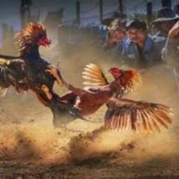 đá độ gà nòi