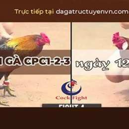 đá gà 13 tháng 8