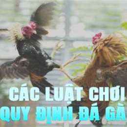 đá gà 179 nét