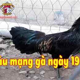 đá gà 19/7