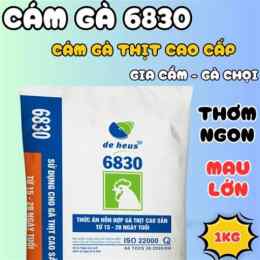 đá gà 19/8