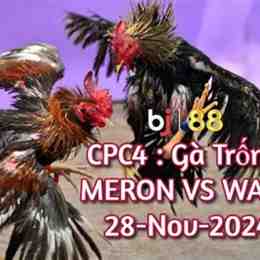 đá gà 25/12