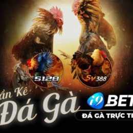 đá gà 2/9