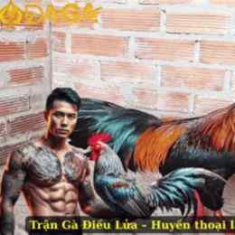 đá gà 5/12