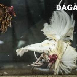 đá gà 67 daga67 blog