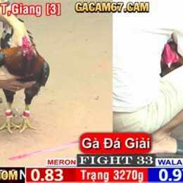 đá gà 67 hôm qua