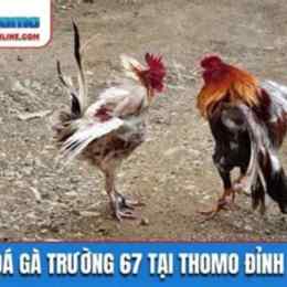 đa ga 67.com