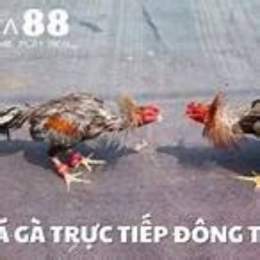 da ga 68 truc tiep