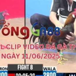 đá gà 88 c1 c2 c3