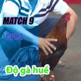 đá gà 9/12