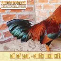 da ga asil rac