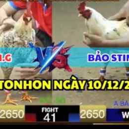 đá gà bảo sting hôm quá
