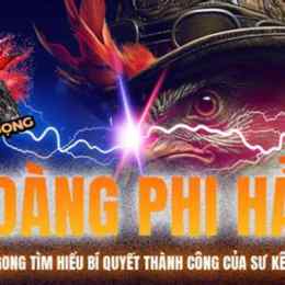 da ga bao sting voi hoang phi hai
