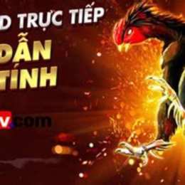 đá gà bình định trực tiếp