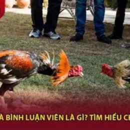 đá gà bình luận viên c3