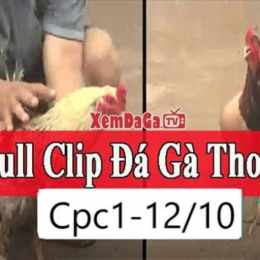đá gà bồ 888
