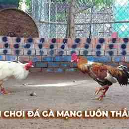 đá gà bồ thomo