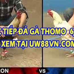 đá gà bữa nay trực tiếp