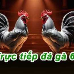 đá gà c1 c2 c3 c4 hôm nay