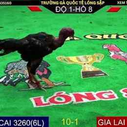 đá gà c1 chặng 16