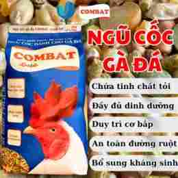 đá gà c2 ngày 6 tháng 10