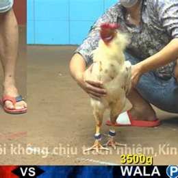 đá gà c3 ngày 23 tháng 10