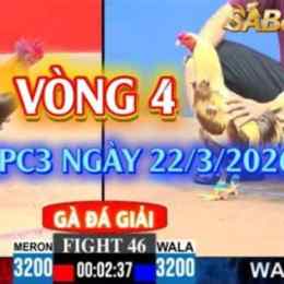 đá gà c3 ngày 24