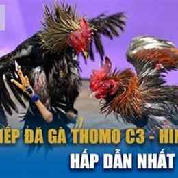 đá gà c3 ngày 8 tháng 9 năm 2024