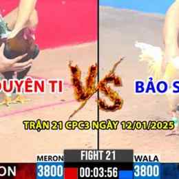 đá gà c3 trận 21 ngày 12 1